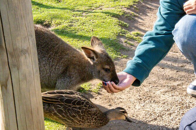 Full-Day Phillip Island Tour with Kangaroo, Koala and Penguin Parade - Moonlit Sanctuary Wildlife Conservation Park: where you’ll actually see the famous animals