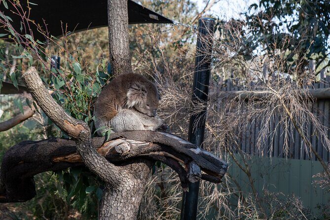 Full-Day Phillip Island Tour with Kangaroo, Koala and Penguin Parade - Penguin Parade at Summerland Beach: the main event, after sunset, in cold air