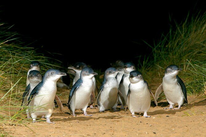 Full-Day Phillip Island Tour with Kangaroo, Koala and Penguin Parade - Getting on the bus: Immigration Museum pickup and a manageable group size