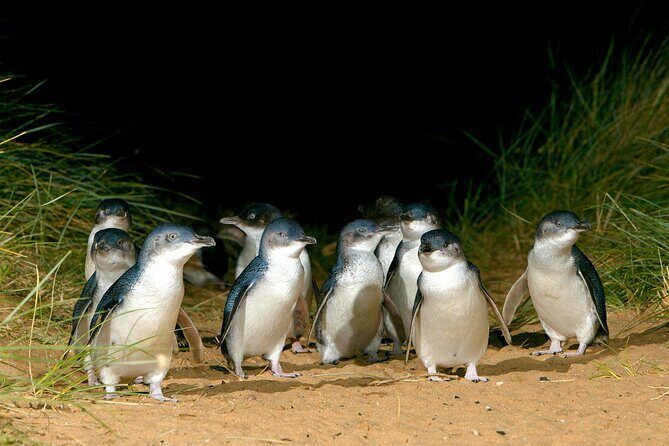 Full-Day Private Australian Wildlife Tour of Phillip Island - The Nobbies lava coastline: seals, wallabies, and rugged photo light
