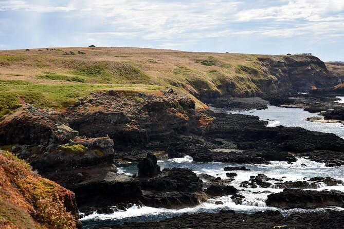 Full-Day Private Australian Wildlife Tour of Phillip Island - Price and value: what $412.41 buys you