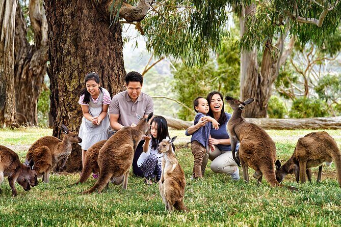 Full-Day Private Australian Wildlife Tour of Phillip Island - Penguin Parade at the Penguin Centre: what you’re actually watching for