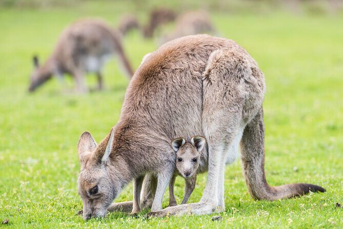 Grampians National Park with MacKenzie Falls and Kangaroos - Grampians from Melbourne: a full day of falls, stairs, and big lookout views