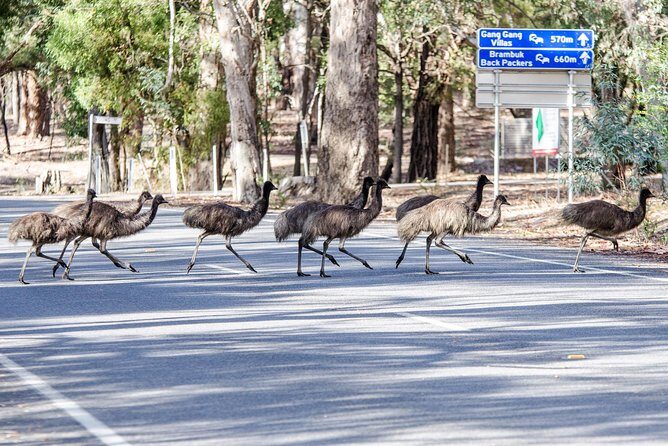 Grampians National Park with MacKenzie Falls and Kangaroos - Halls Gap Visitor Information Centre: culture stories before the big views