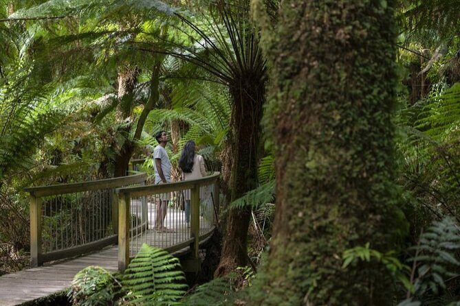 Great Ocean Road, 12 Apostles, Rainforest & Morning Tea-Melbourne - Morning launch from Melbourne: timing that helps you see more