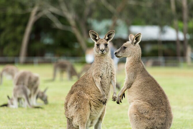 Great Ocean Road Grampians 2 Day Tour from Melbourne to Adelaide - Hostel Night in Halls Gap: Budget Savings, Shared Bathrooms