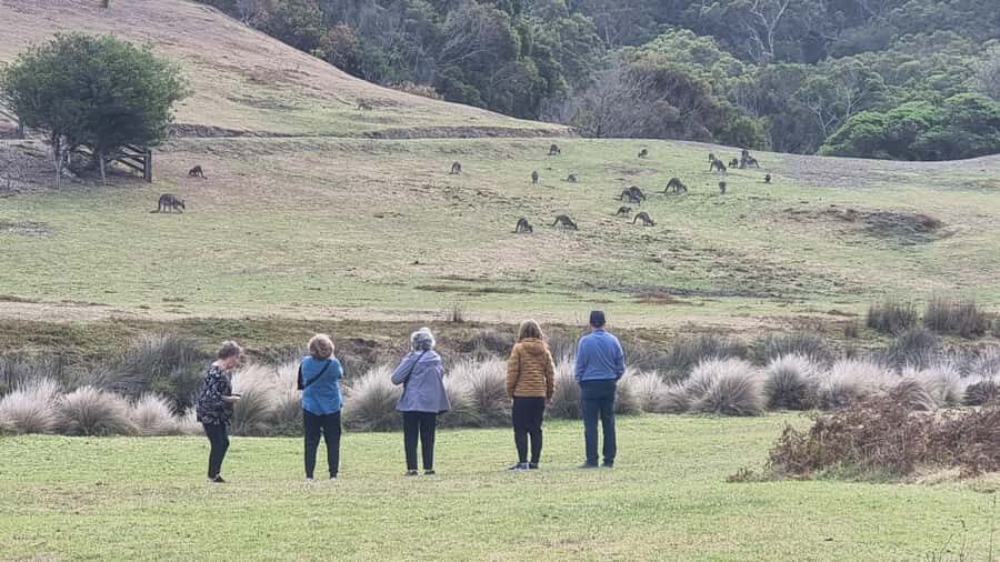 Great Ocean Road Lux Tour Max 11 Hotel Pickup - Anglesea and Lorne: The Bonus Coast Town Feeling