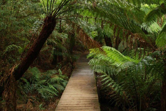 Great Ocean Road Medium Size Group Tour - The Small-Group Comfort Factor: Up to 24 People, Not 48