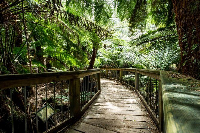 Great Ocean Road Reverse Rainforest & 12 Apostles from Melbourne - Reverse the Great Ocean Road and you instantly win