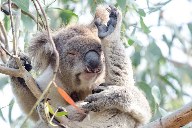 Great Ocean Road Reverse Rainforest & 12 Apostles from Melbourne - Coach comfort, pacing, and what to watch for