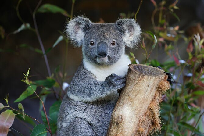 Great Ocean Road Reverse Tour with Iconic Stops & Wildlife - Key things that make this tour work well