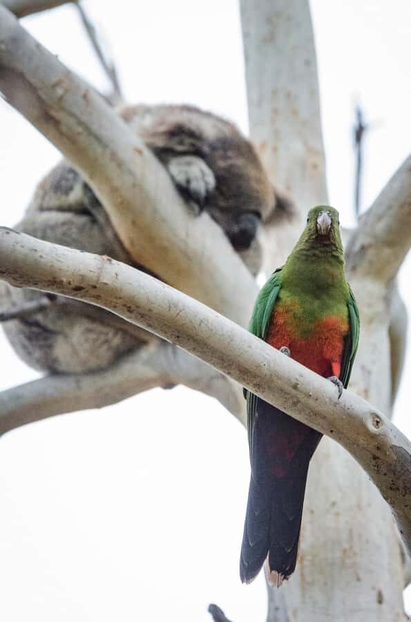 Great Ocean Road Reverse Tour with Iconic Stops & Wildlife - FAQ
