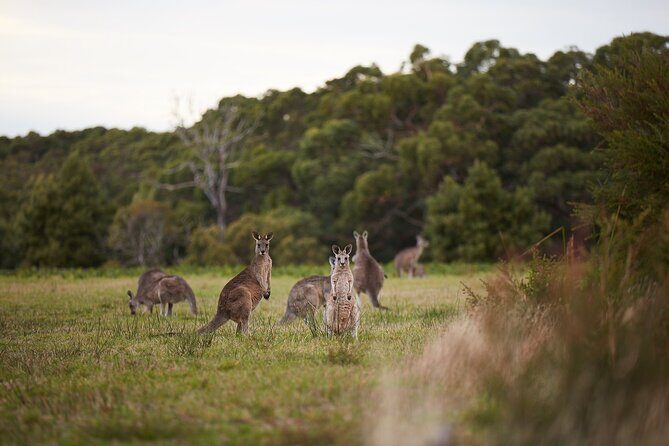 Great Ocean Road Small Group Tour with Dingos, Sparkling & Lunch - The Twelve Apostles: famous limestone views, plus Gibson Steps access