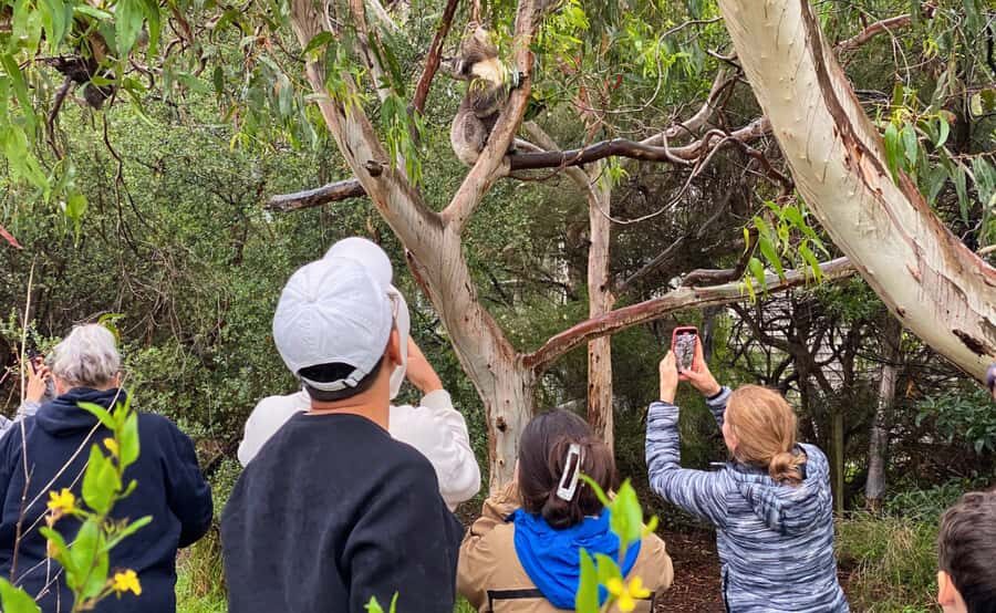 Great Ocean Road Tour w/ Deluxe Minibus & Top-Rated Guide - Maits Rest Rainforest Walk: Where the Day Slows Down