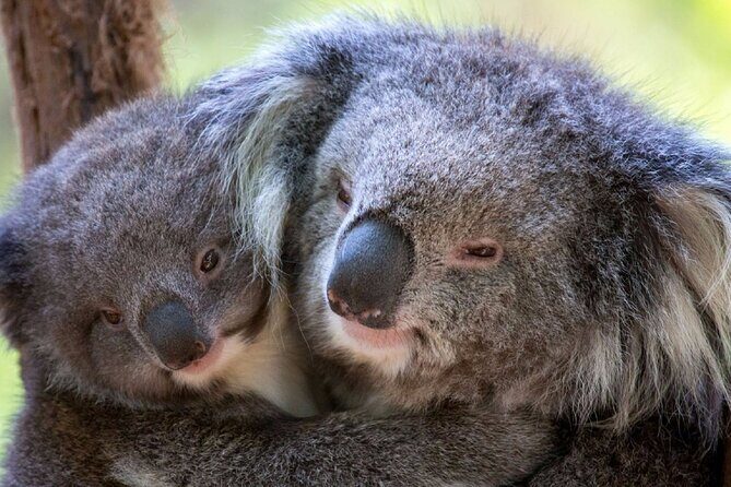 Half-Day or Full-Day Tour with Private Guide from Melbourne - Stop 1: Healesville Sanctuary for Native Animals (why this time feels different)