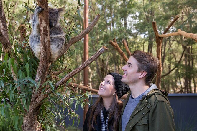 Koala Experience at Healesville Sanctuary - excl. entry - Quick Highlights