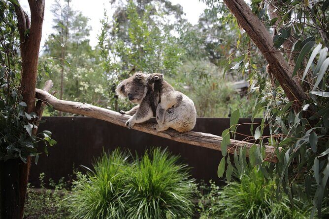 Koala Experience at Healesville Sanctuary - excl. entry - Where This Fits At Healesville Sanctuary