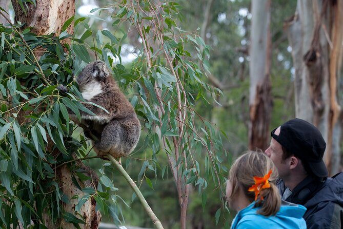 Koala Experience at Healesville Sanctuary - excl. entry - Small Group Advantage (Up To 8 People)