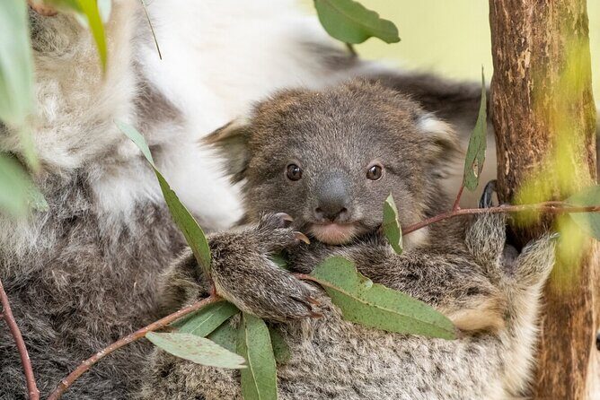 Koala Experience at Healesville Sanctuary - excl. entry - Price and Value When Entry Is Extra
