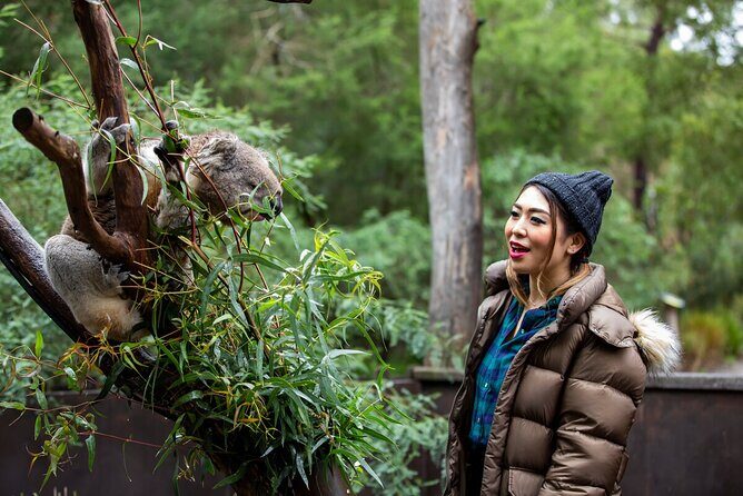 Koala Experience at Healesville Sanctuary - excl. entry - How to Plan Your Day So This Doesn’t Feel Too Short
