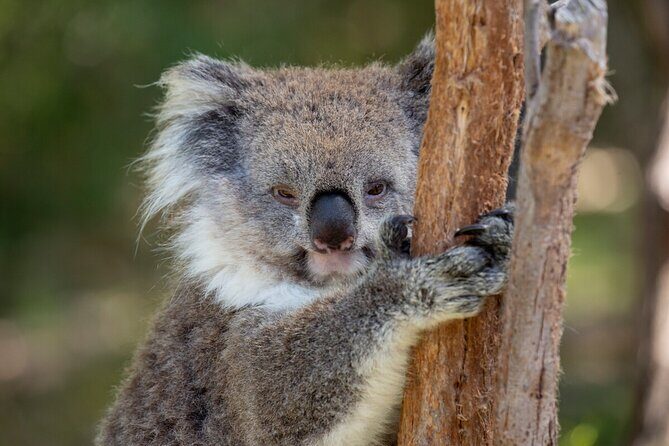 Koala Experience at Healesville Sanctuary - excl. entry - Your “Behind the Gate” Koala Moment (What Happens)