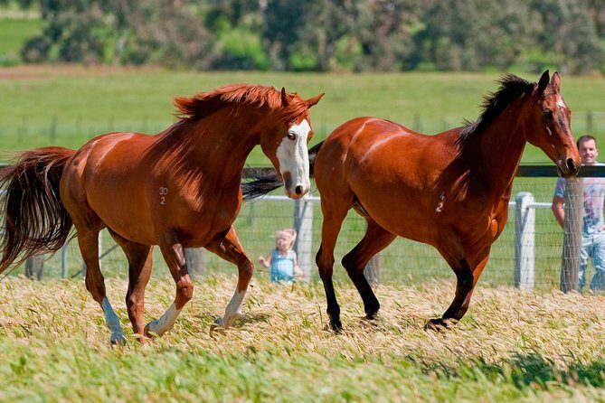 Living Legends Champion Racehorse Guided Tour - Champion Racehorses, Kangaroos, and Victorian Homesteads in One 2-Hour Loop