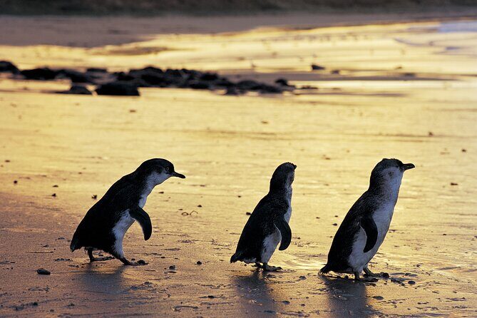 Luxury Phillip Island Tour for Families & Explorers [up to 10Pax] - Key highlights worth knowing before you go