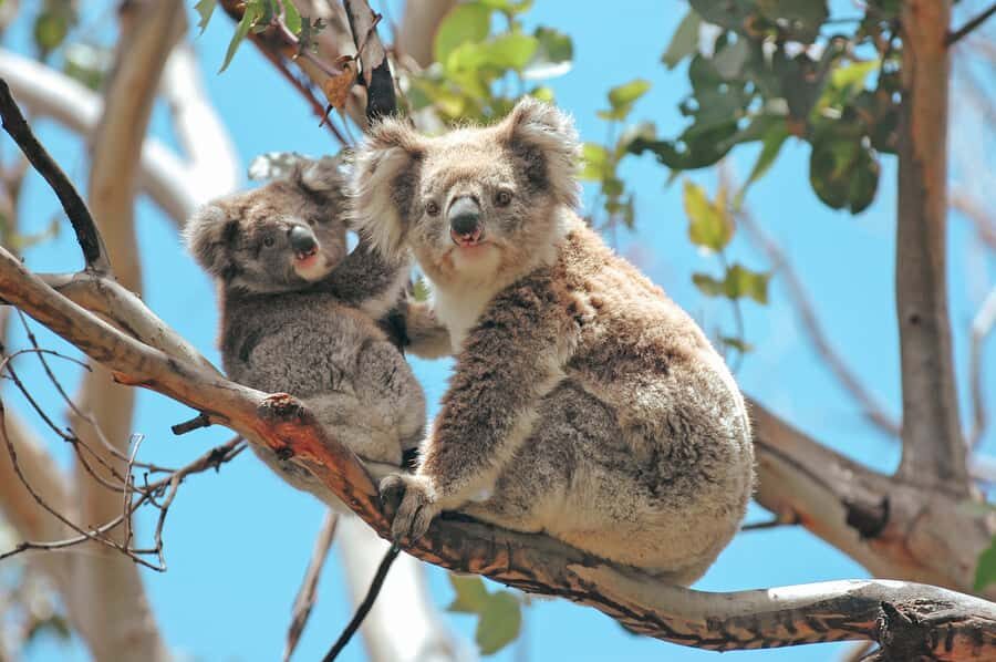 Melbourne: 12 Apostles, Otways & Great Ocean Road Day Tour - Should you book? My practical recommendation