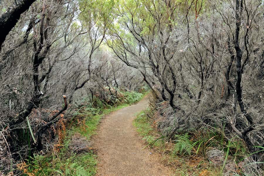 Melbourne: 12 Apostles, Otways & Great Ocean Road Day Tour - Californian redwoods in Victoria: a surreal stop on the road