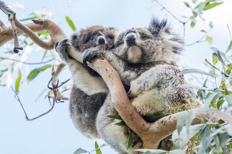 Melbourne: 2-Day Great Ocean Road & Grampians Tour - Day 1 on the Heritage Coast: From Melbourne to the 12 Apostles