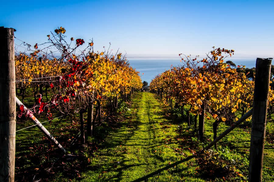 Melbourne: Around the Bay Food & Wine Taste Trail - Why this Around the Bay route works so well