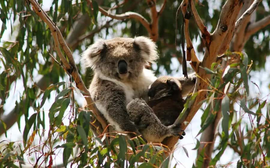 Melbourne: Boutique Phillip Island Wine, Dine & Penguin Tour - Weather Reality: How to Pack for a Long Outdoors Day