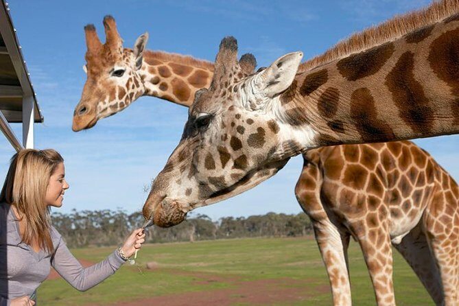 Melbourne City Card (2 Days): Visit Unlimited Attractions! - Tips to make your two days smoother (and not feel rushed)
