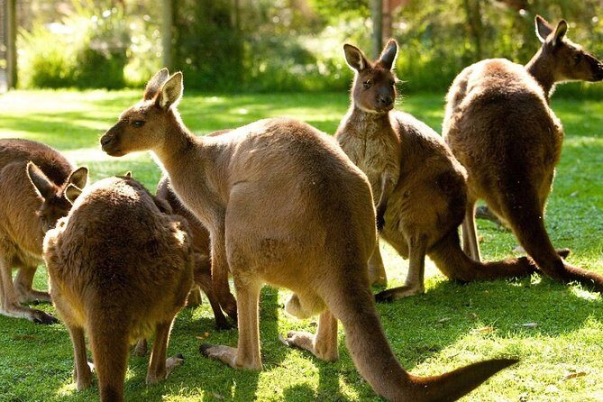 Melbourne City Card (3 Days): Visit Unlimited Attractions! - Price and value: when $192.94 is a win