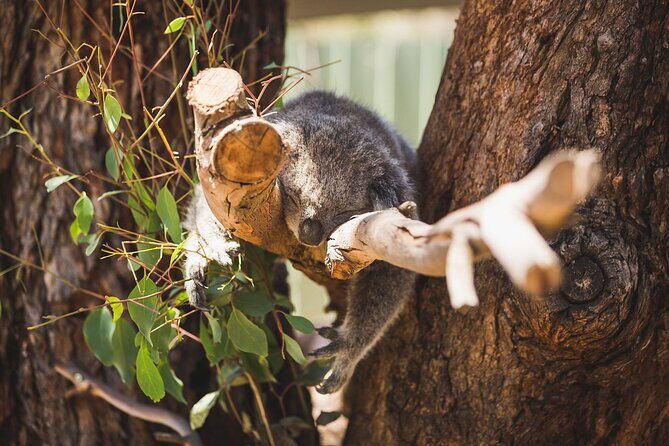 Melbourne City Tour and Phillip Island in One Day - The “two-tour” feeling: when the day flows well
