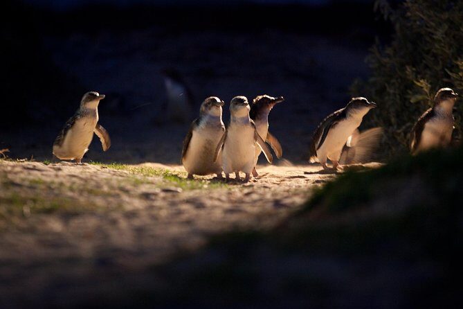 Melbourne City Tour and Phillip Island in One Day - Crossing to Phillip Island: the boardwalk rhythm at The Nobbies