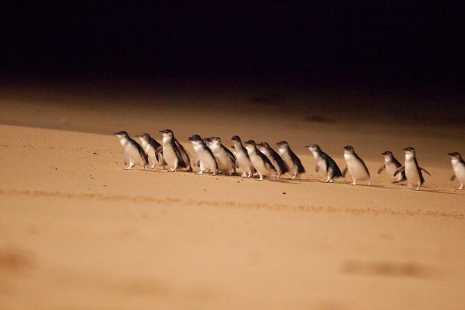 Melbourne Combo: Great Ocean Road Day Trip and Phillip Island Day Trip from Melbourne - Key points before you go