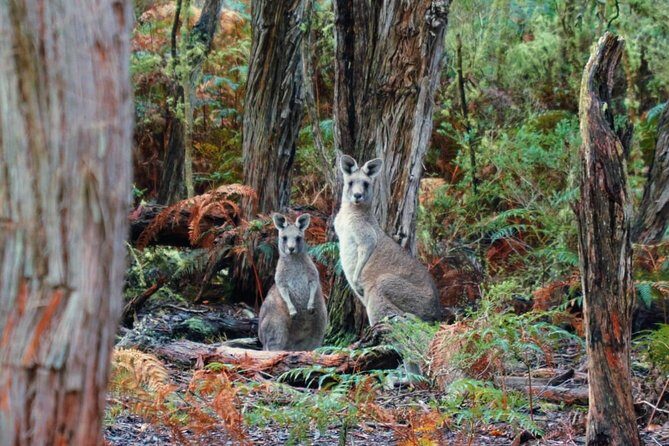Melbourne Combo: Great Ocean Road Day Trip and Phillip Island Day Trip from Melbourne - Great Ocean Road: koalas, Lorne, rainforest, and the big cliffs
