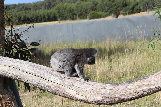 Melbourne Combo: Great Ocean Road Day Trip and Phillip Island Day Trip from Melbourne - Phillip Island: wildlife parks, Nobbies views, and the Penguin Parade at dusk