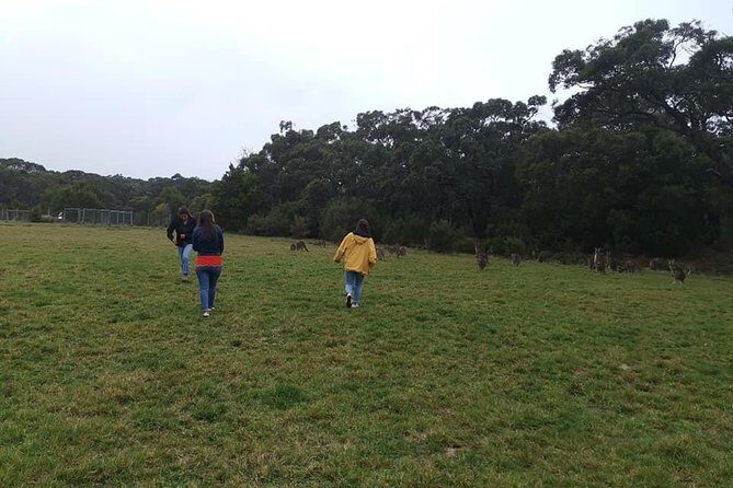 Melbourne Combo: Great Ocean Road Day Trip and Phillip Island Day Trip from Melbourne - Price and value: what you’re paying for at $315.59 per person