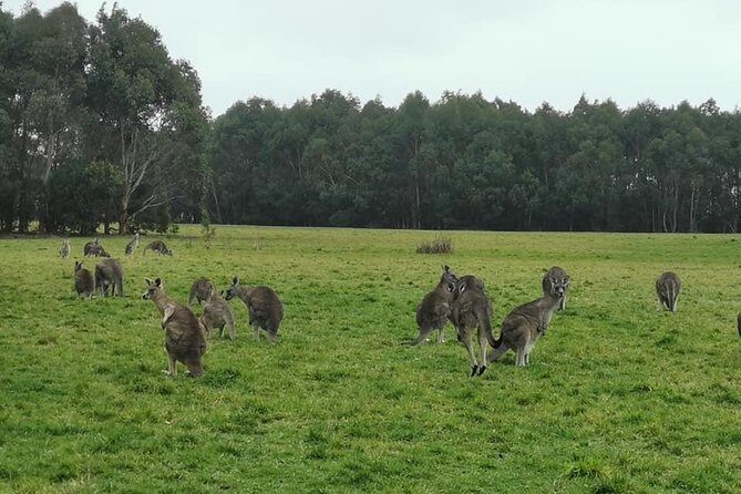 Melbourne Combo: Great Ocean Road Day Trip and Phillip Island Day Trip from Melbourne - What to pack for the coast and penguin night