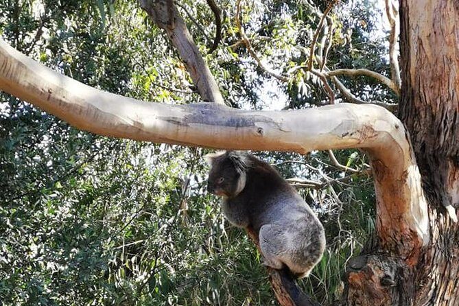 Melbourne Combo: Great Ocean Road Day Trip and Phillip Island Day Trip from Melbourne - The practical logistics you should plan around