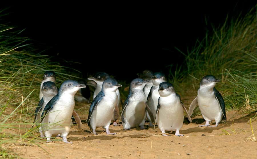 Melbourne: French and Phillip Island Wildlife Expedition - Key highlights at a glance