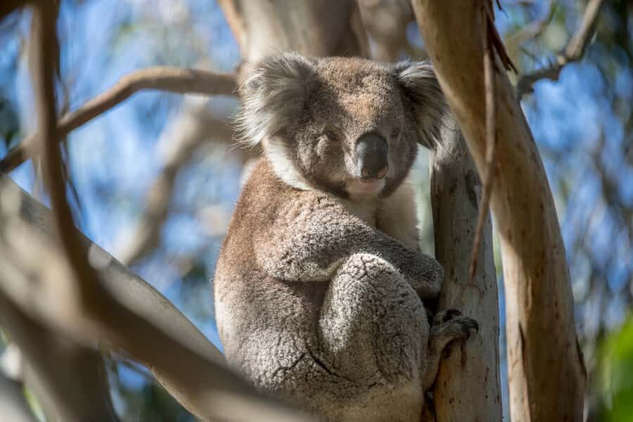 Melbourne: French and Phillip Island Wildlife Expedition - Spotting Wildlife in Their Own Space (Not a Zoo-Style Day)