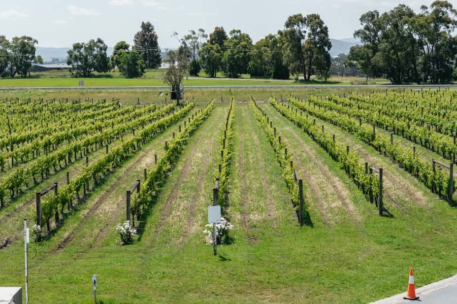 Melbourne: Full-Day Yarra Valley Wine Experience with Lunch - Guides Make the Day: Names You Might Hear and What They Do Well