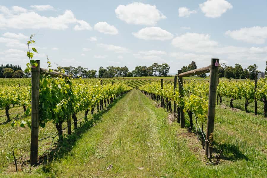 Melbourne: Full-Day Yarra Valley Wine Experience with Lunch - Why This Yarra Valley Wine Tour From Melbourne Feels Easy