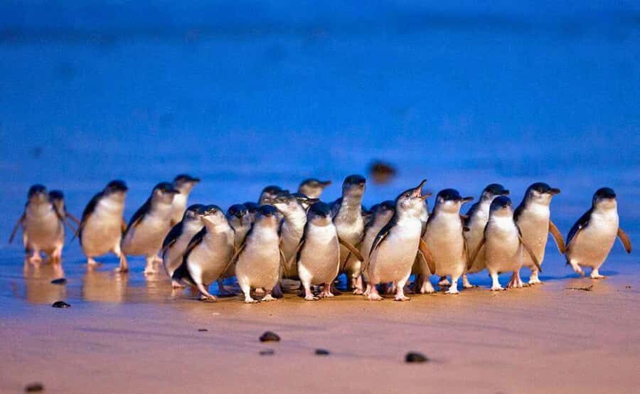 Melbourne: Great Ocean Road, Penguin Parade & Free City Tour - Key Things That Make This 3-Day Victoria Plan Worth It