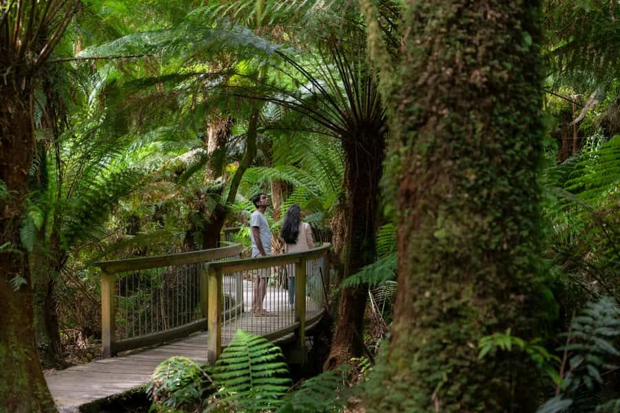 Melbourne: Great Ocean Road & Rainforest Trip - Why the Great Ocean Road day trip starts at dawn