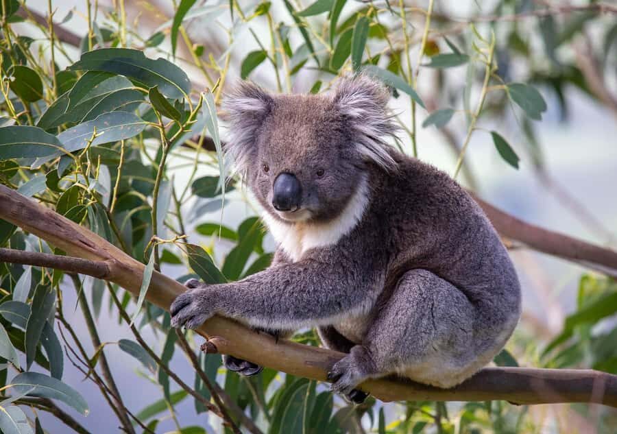 Melbourne: Great Ocean Road & Wildlife Tour for Backpackers - Pickup, the Vehicle, and the Pace You’ll Feel All Day