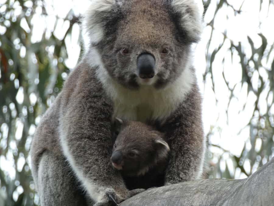 Melbourne: Great Ocean Road & Wildlife Tour for Backpackers - Apollo Bay Free Time: Lunch, Cafés, and a Breather